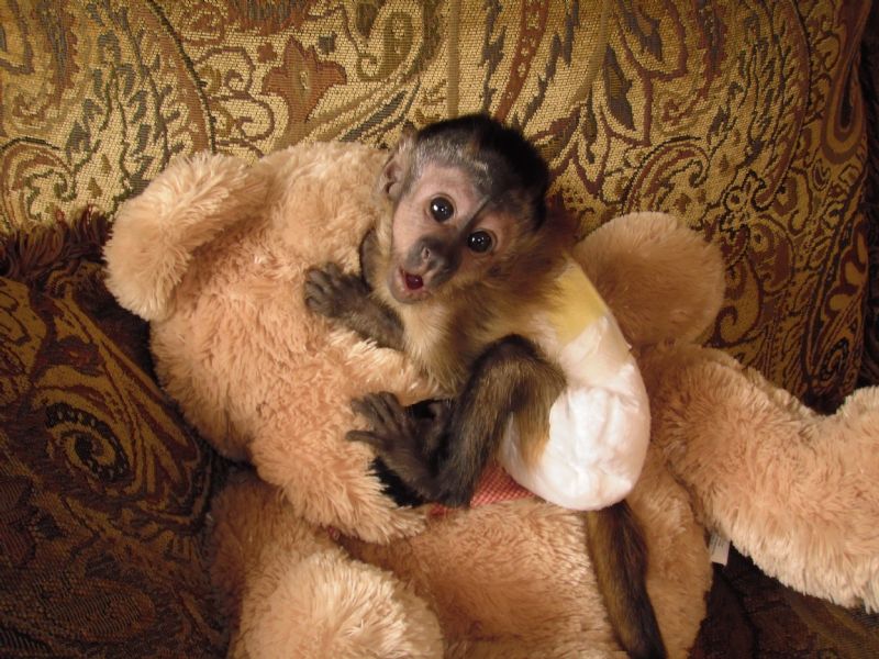 my dad had a pet monkey, why can't I?? ;D Grad present? Pet monkey