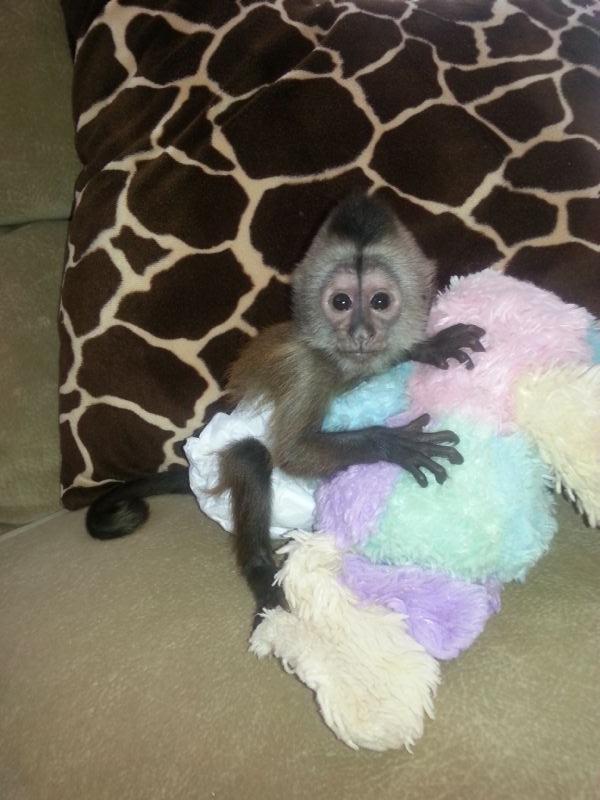 BABY CAPUCHIN MONKEY
