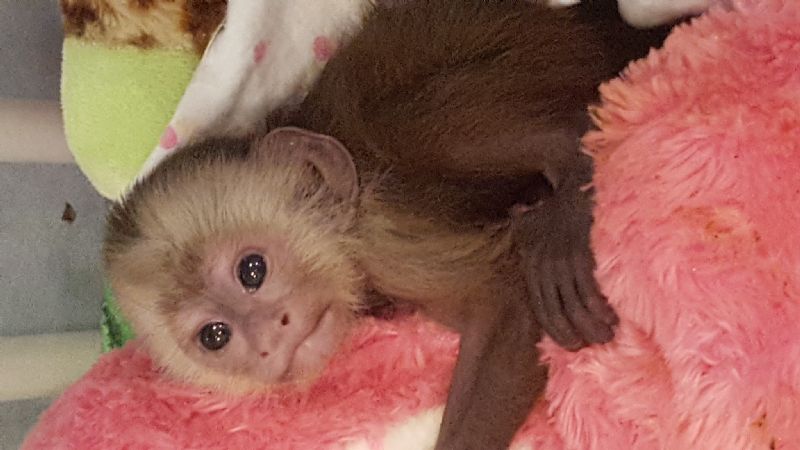 Pet Monkeys For Sale - Primates For Sales