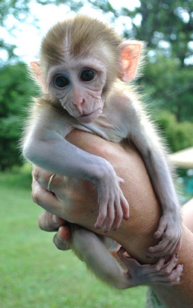 macaque for sale