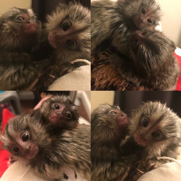 Pet Monkeys For Sale Primates For Sales