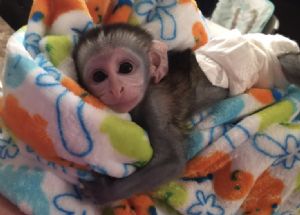 monkeys baby green pet missouri