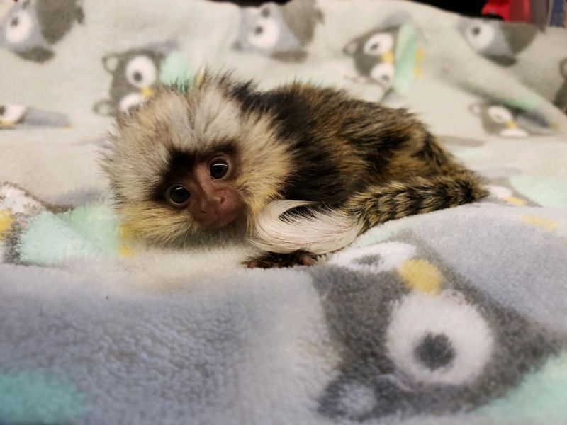 Pet Monkeys For Sale Primates For Sales
