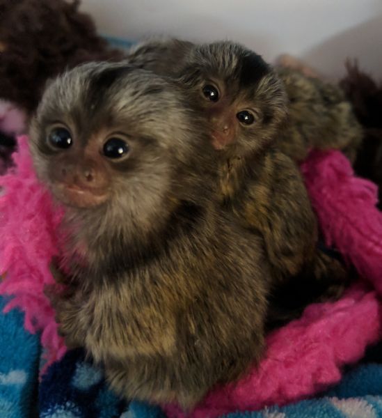 Download Pet Monkeys For Sale Near Me Photos See more ideas about