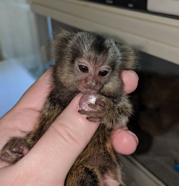 Pet Monkeys For Sale Primates For Sales