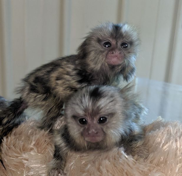 Pet Monkeys For Sale Primates For Sales