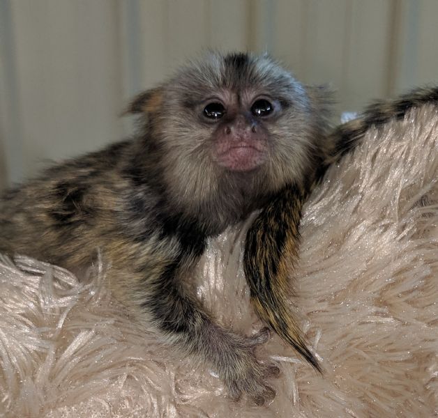 Pet Monkeys For Sale Primates For Sales