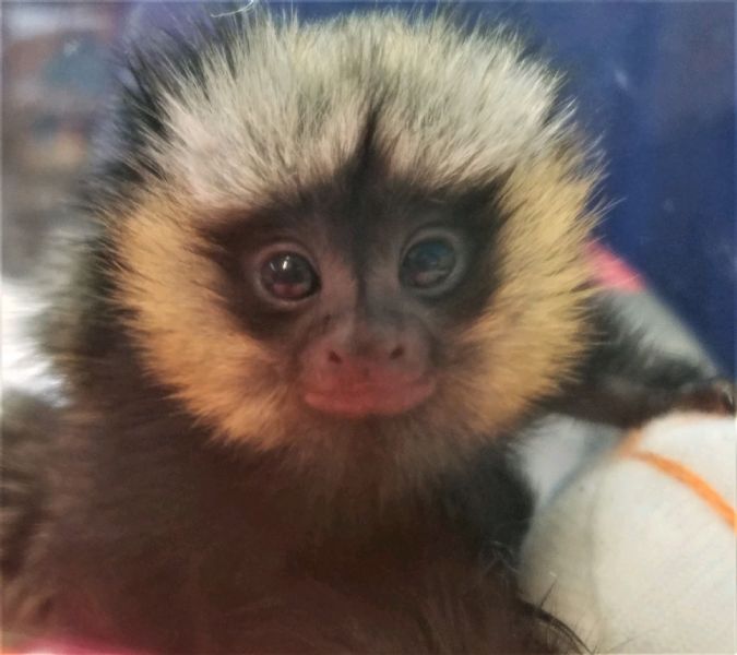 Pet Monkeys For Sale Primates For Sales