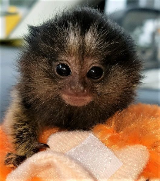 Pet Monkeys For Sale Primates For Sales