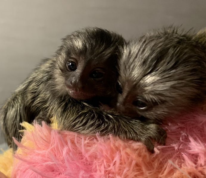 Pet Monkeys For Sale Primates For Sales