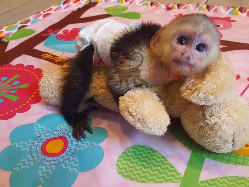 Pet Monkeys For Sale Primates For Sales