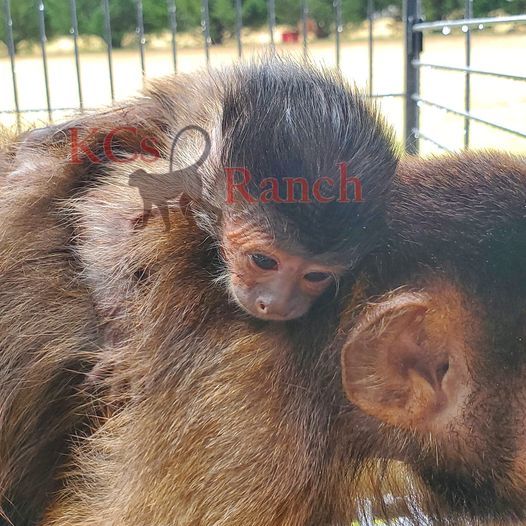 Pet Monkeys For Sale Primates For Sales