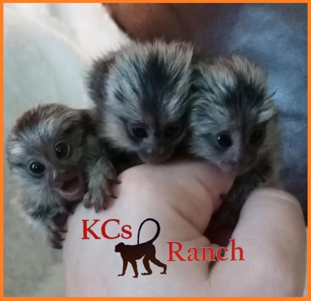 Pet Monkeys For Sale Primates For Sales