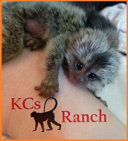 Pet Monkeys For Sale Primates For Sales