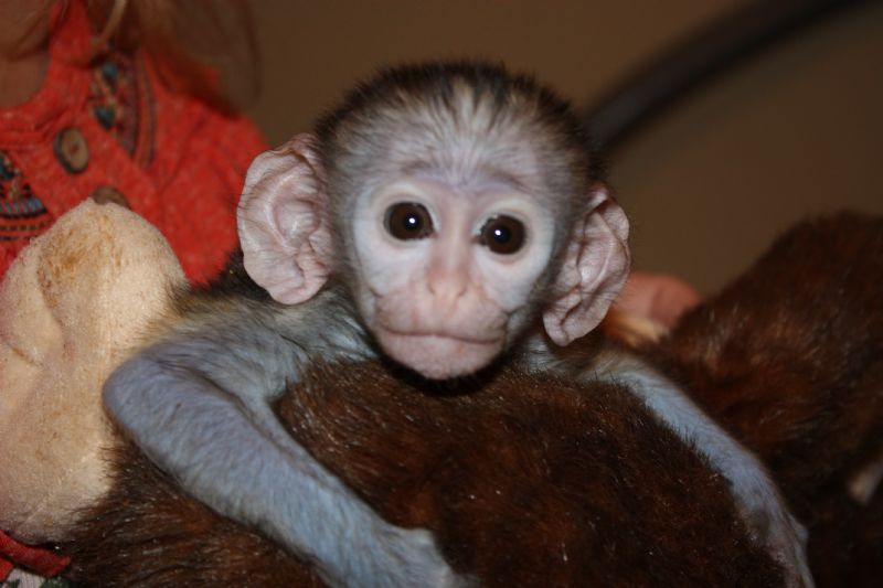 We are breeders and private owners of many different primate species