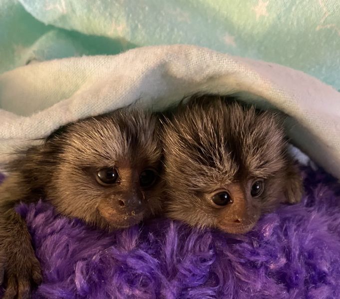 Pet Monkeys For Sale Primates For Sales