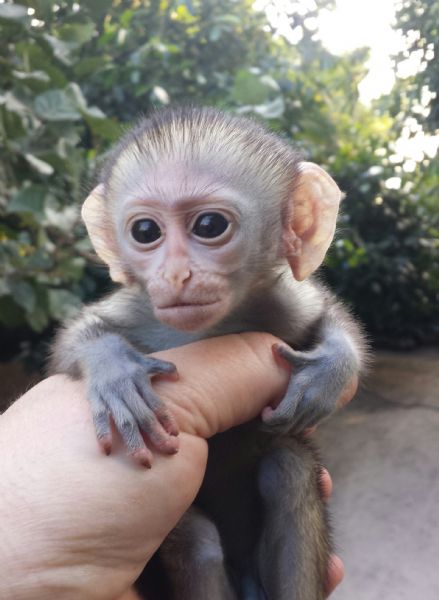 Pet Monkeys For Sale - Primates For Sales