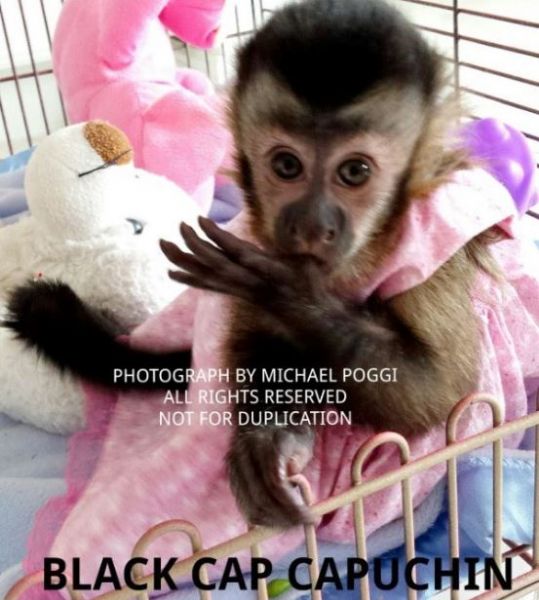 macaque for sale