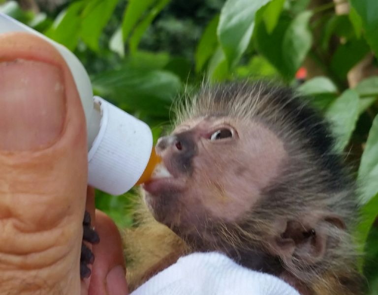 Pet Monkeys For Sale Primates For Sales