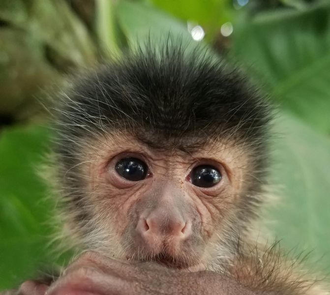 Pet Monkeys For Sale Primates For Sales