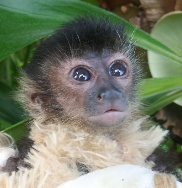 Pet Monkeys For Sale Primates For Sales