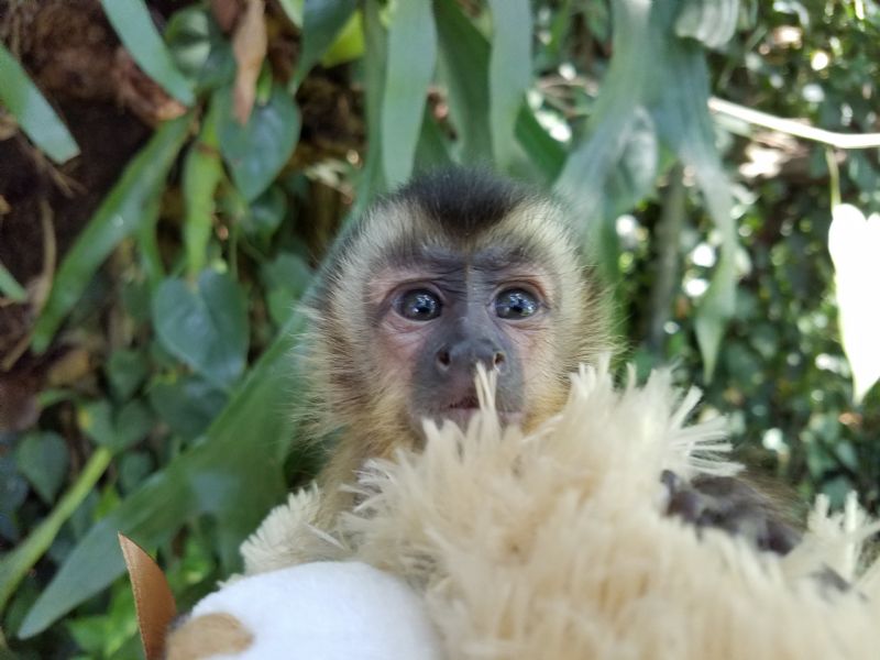 Pet Monkeys For Sale Primates For Sales