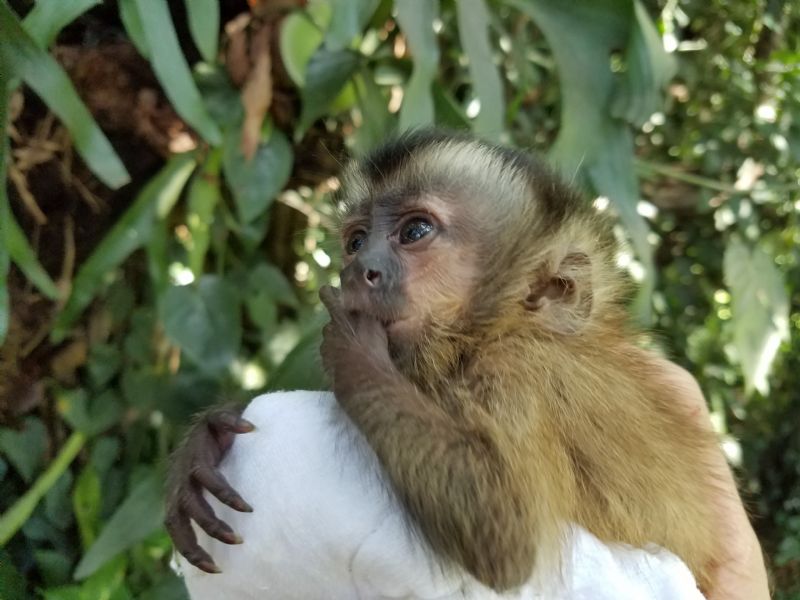 Pet Monkeys For Sale Primates For Sales