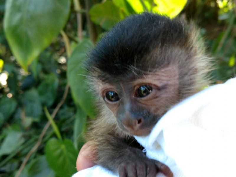 chimpanzee for sale chimpanzee for sale