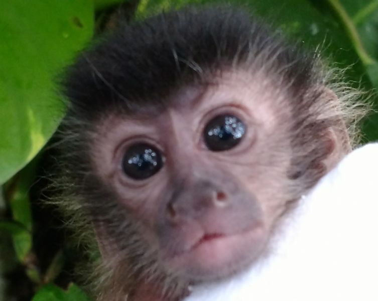 Pet Monkeys For Sale Primates For Sales