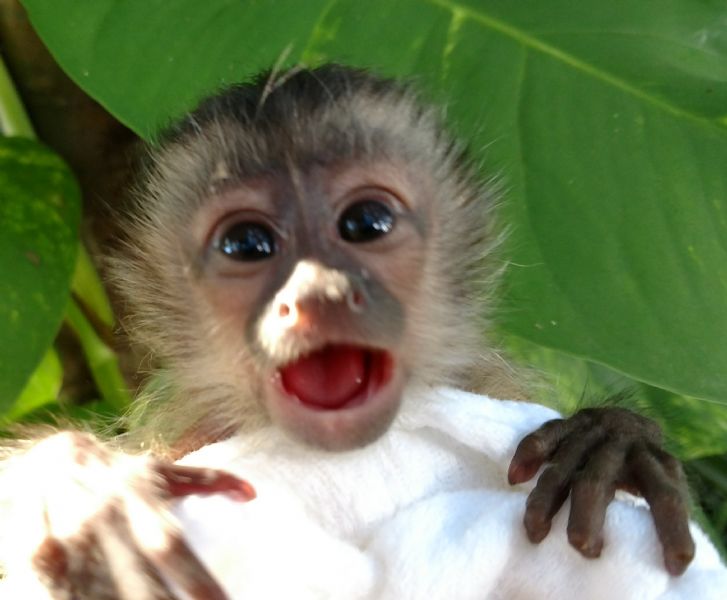 real live monkeys for sale