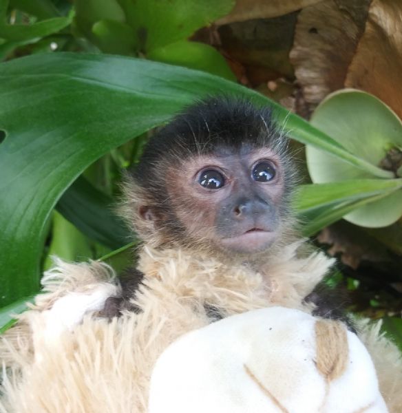 Pet Monkeys For Sale Primates For Sales