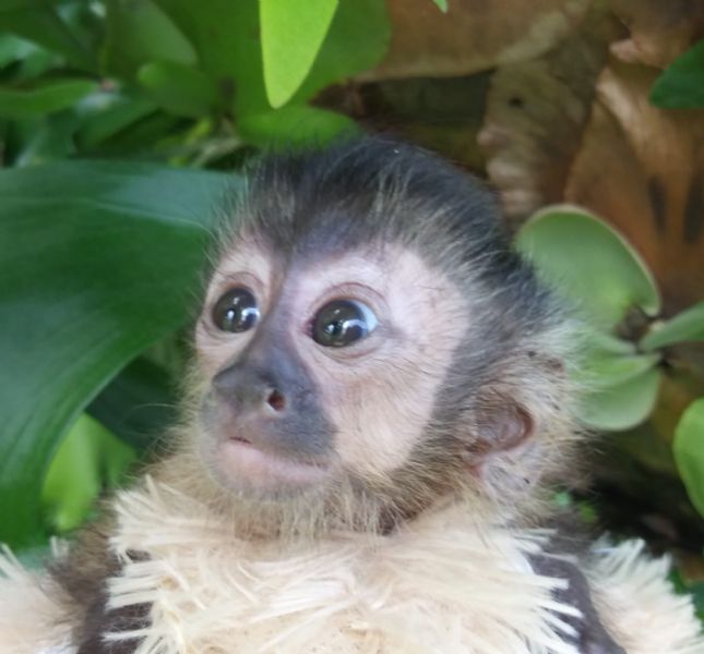 Pet Monkeys For Sale Primates For Sales