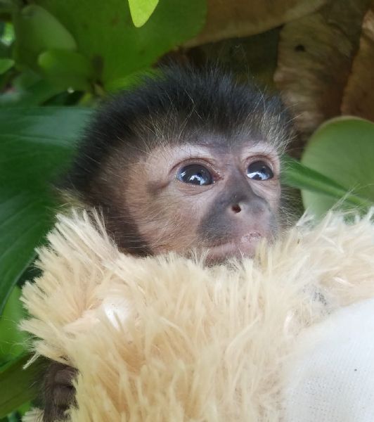 Pet Monkeys For Sale Primates For Sales