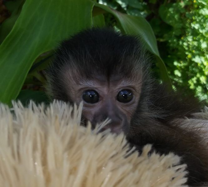 Pet Monkeys For Sale Primates For Sales