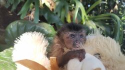 monkeys capuchin baby pet