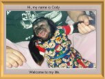 Cody - 5 year old black capped capuchin.