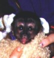 Skittles our male weeper capuchin