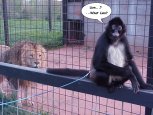 This is Toby, my 10 year old spider monkey being completely oblivious to the fact that Walt's lion thinks he looks like a very tasty treat!