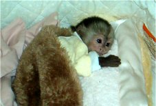 baby monkey available for sale!!!