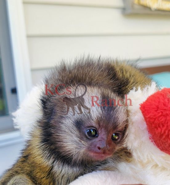 Pet Monkeys For Sale - Primates For Sales