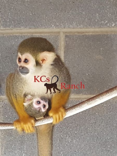 Pet Monkeys For Sale - Primates For Sales
