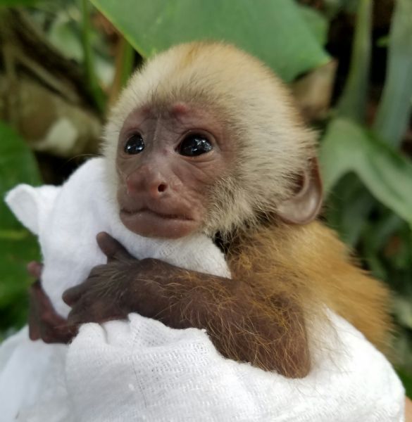 Primate Store Monkeys for sale