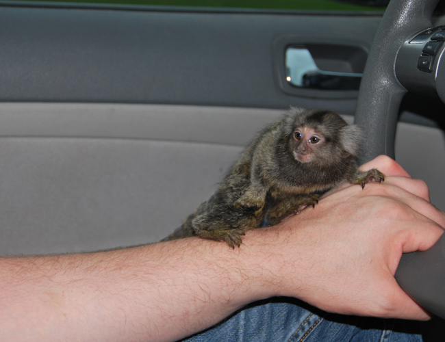 baby marmosets for sale